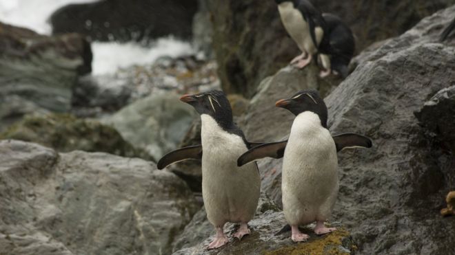 Qué hace tan especial al parque marino más austral de América recién creado en Chile
