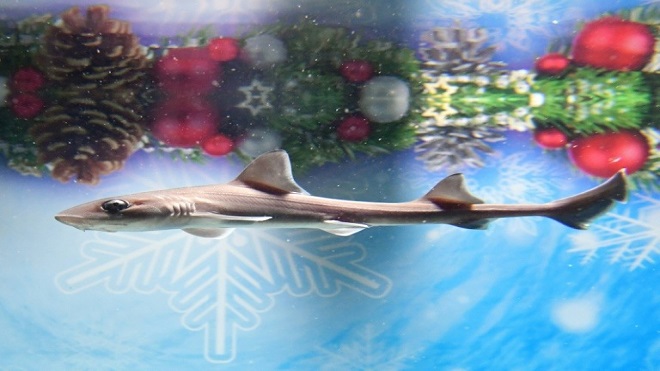 Las islas Samoa crean un santuario para tiburones