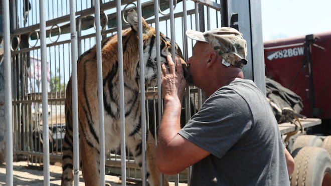 VIDEO: Animales del circo Hermanos Ponce son trasladados a Chimaltenango. Hombres intentaron matarlos