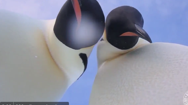 selfie de pingüinos