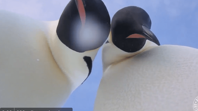 selfie de pingüinos
