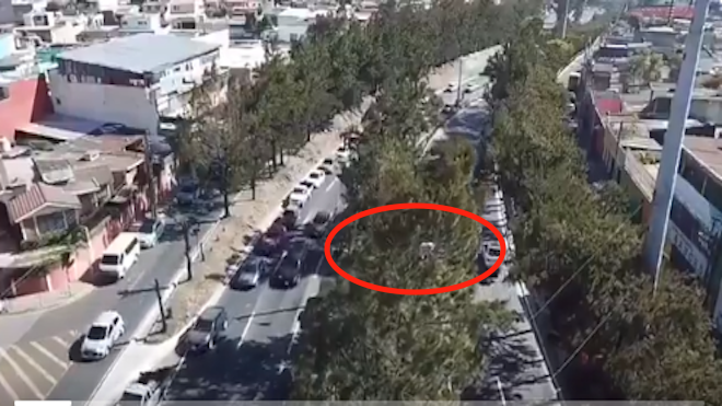VIDEO: Cruz Roja lleva 14 horas intentando rescatar un gato atrapado en un árbol en el Periférico