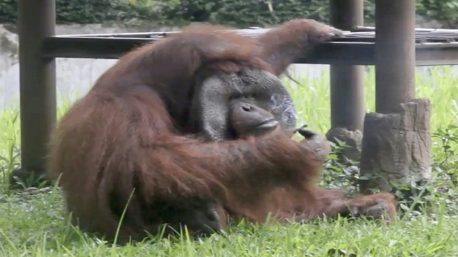 Un orangután fumador crea polémica en Indonesia
