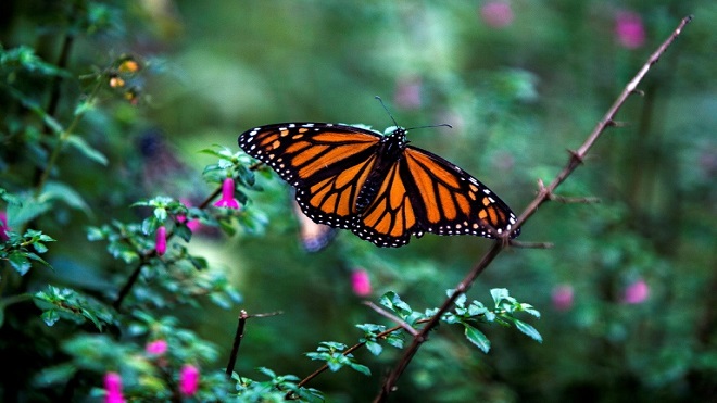La superficie de la mariposa monarca en México cae 14,7% por huracanes