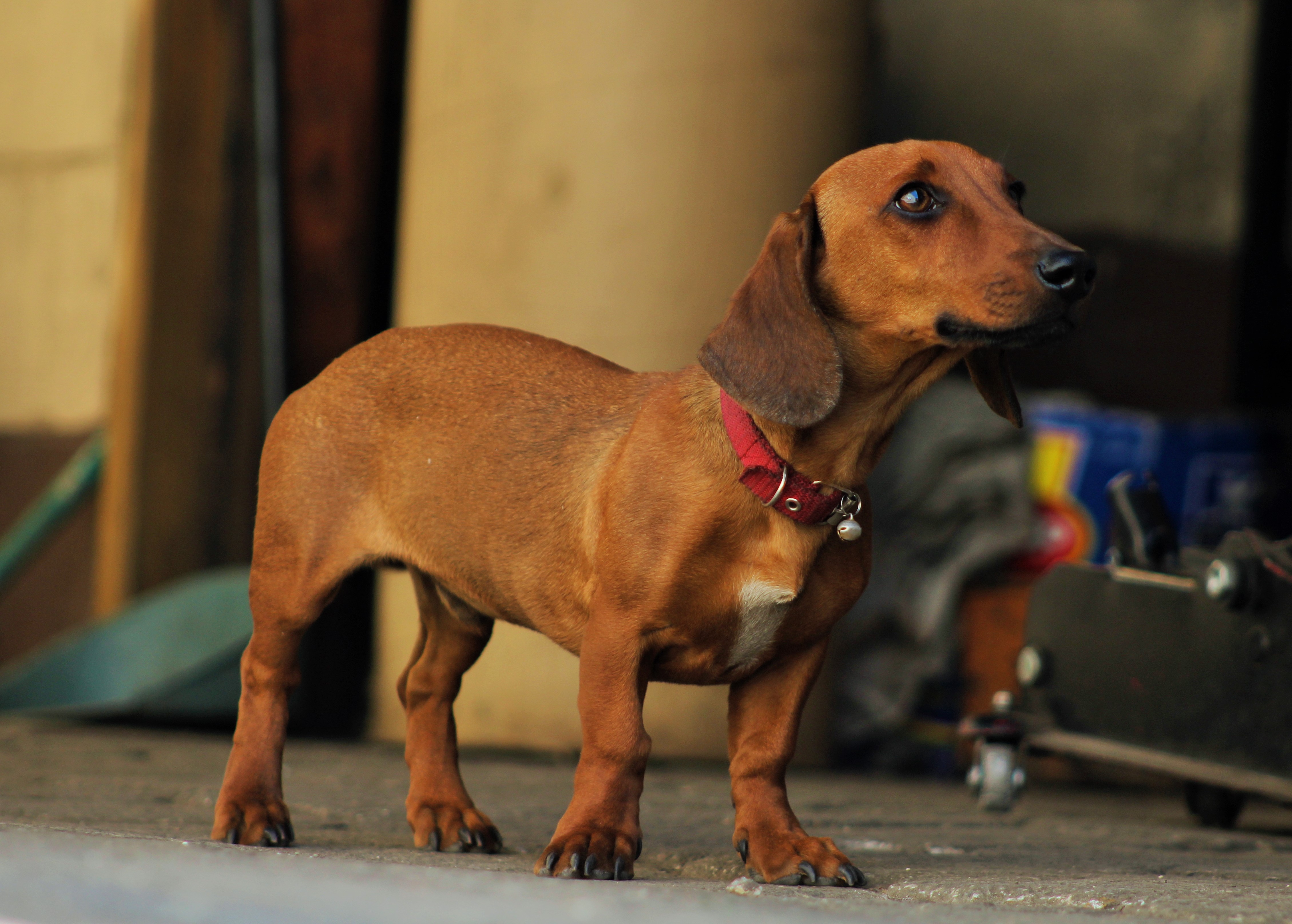 ¿Conoces los cuidados básicos de un perro de raza pequeña?