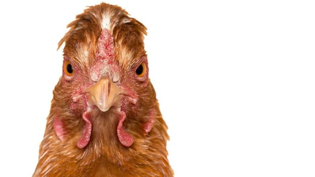 Cómo un estudio sobre los traseros de los pollos desveló el misterio de nuestro sistema inmunológico