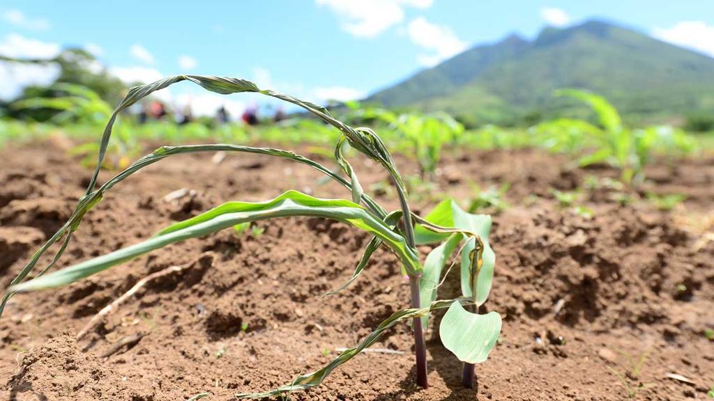 El Salvador busca transformar agricultura del corredor seco