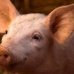 No quería ser la cena de Navidad: Cerdito le amarga el festejo a una familia y escapa de todos al estilo Messi
