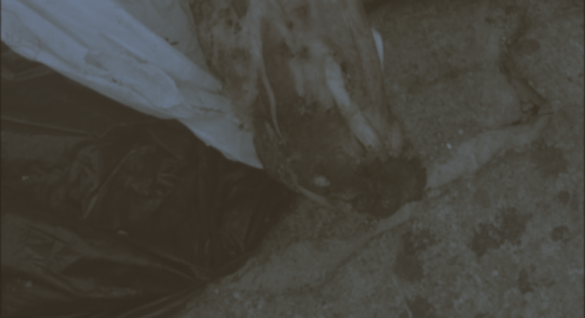 Encuentran cabezas destazadas de perro en Mixco