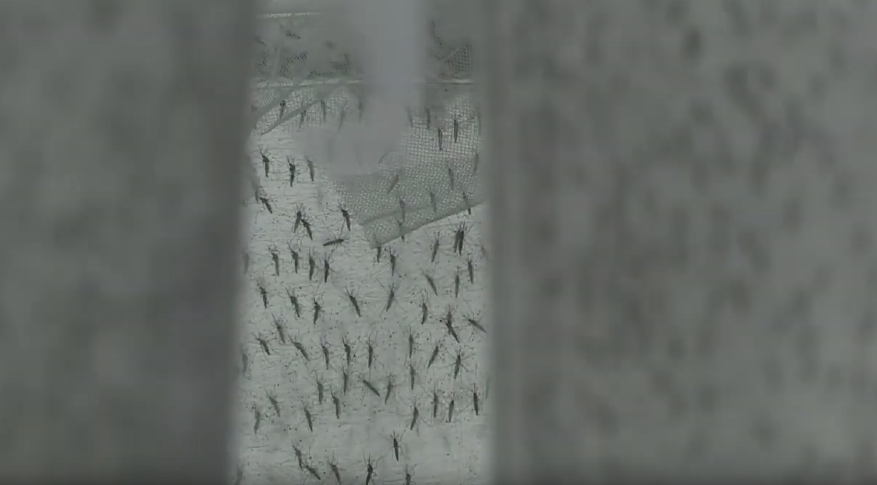 ¿Qué es el dengue y cómo prevenirlo? En Guatemala ya se reportan más de 6 mil casos y 17 muertes