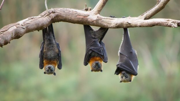 Científicos hallan en una cueva de Tailandia murciélagos con un nuevo coronavirus