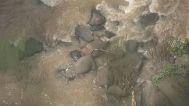 6 elefantes mueren tratando de salvarse en una cascada en Tailandia