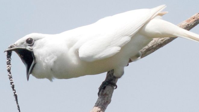 Campanero blanco, la pequeña ave capaz de producir el canto más fuerte jamás registrado en la Tierra