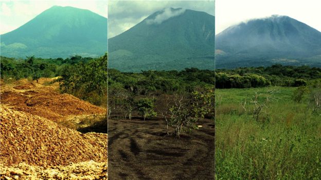 Resultado de imagen para Doce mil toneladas de desperdicios de naranjas revivieron un bosque en Costa Rica