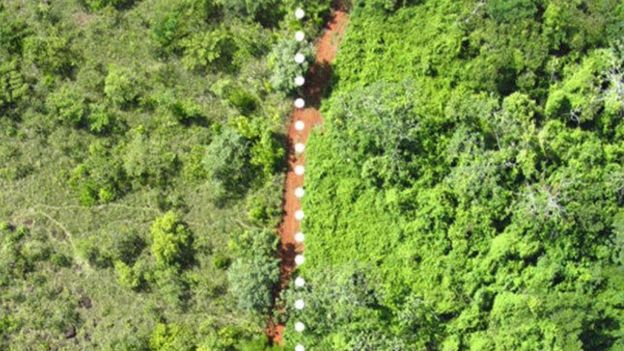 Resultado de imagen para Doce mil toneladas de desperdicios de naranjas revivieron un bosque en Costa Rica
