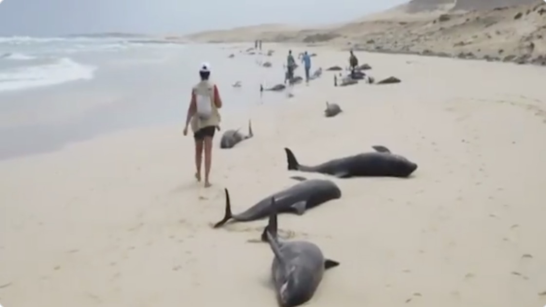 El misterioso encallamiento de 163 delfines en una playa de una isla en África Occidental