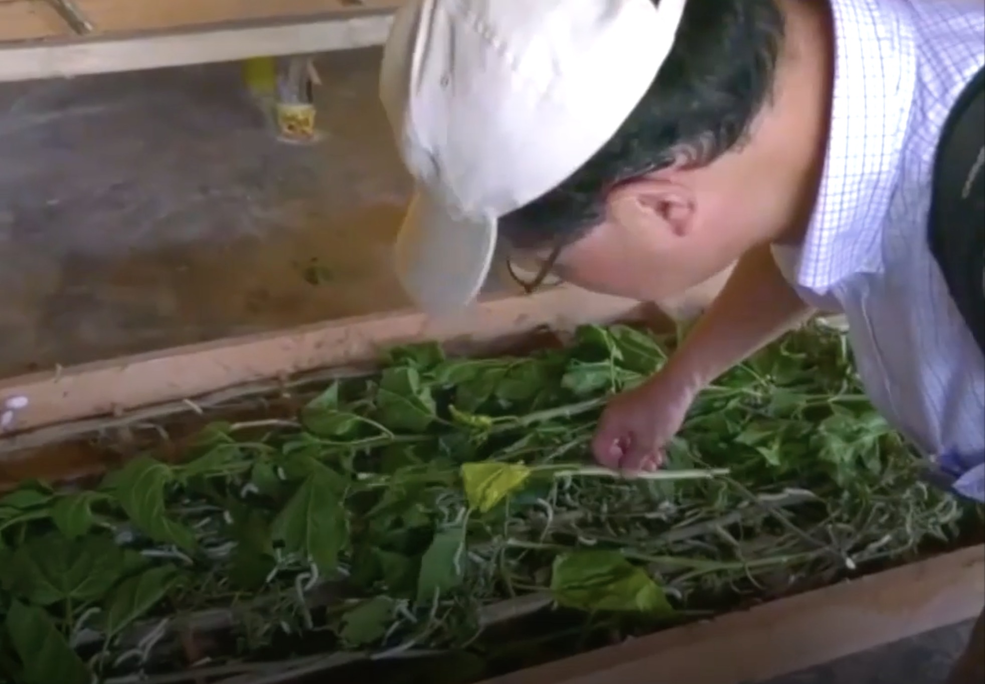 Video: Hombre vive con miles de gusanos en su casa