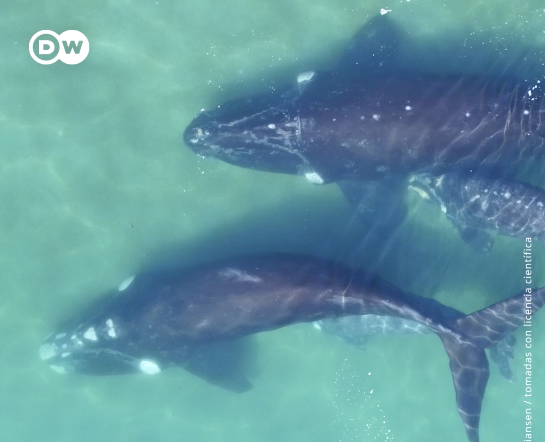 Video: Científicos pesan ballenas mediante la utilización de drones