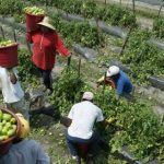 López Obrador afirma que Biden prometió más visas para México y Centroamérica