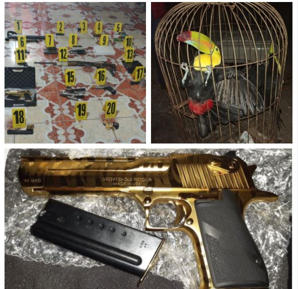 Arma bañada en oro, aves exóticas y dinero entre los lujos incautados a alcalde vinculado al narco