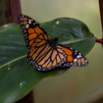 Tomar cerveza puede ahora ayudar a la conservación de las mariposas monarca