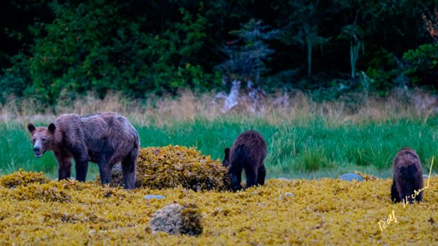 Retratan a familia de osos grizzly muriendo de hambre en Canadá