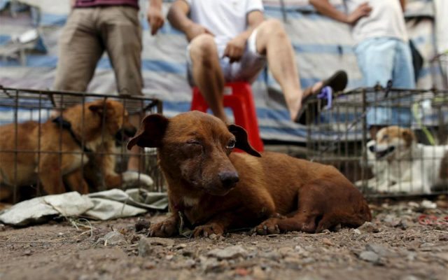 México: Iniciativa plantea hasta 9 años de cárcel a quien maltrate animales o los use con fines cosméticos