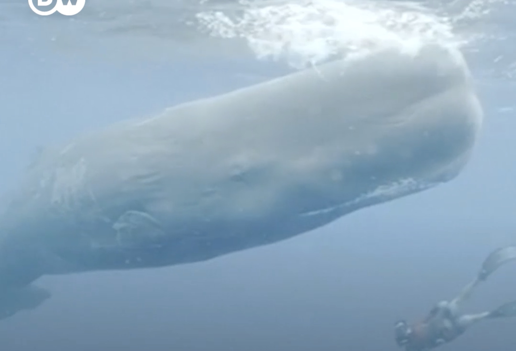 Video: El estiércol de las ballenas es vital para el ecosistema marino