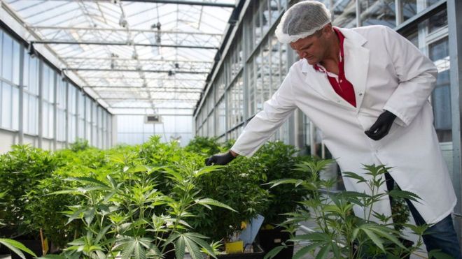 Se puede cultivar cannabis de forma legal en varios estados en Estados Unidos. Foto- Getty Images