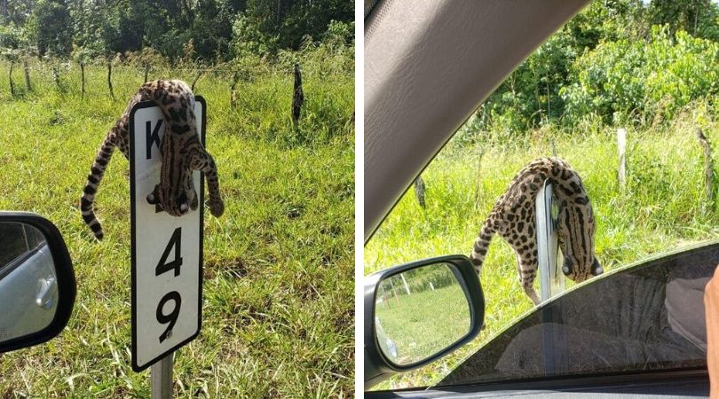 Muerto y colgado en una señal de tránsito, así apareció&hellip;