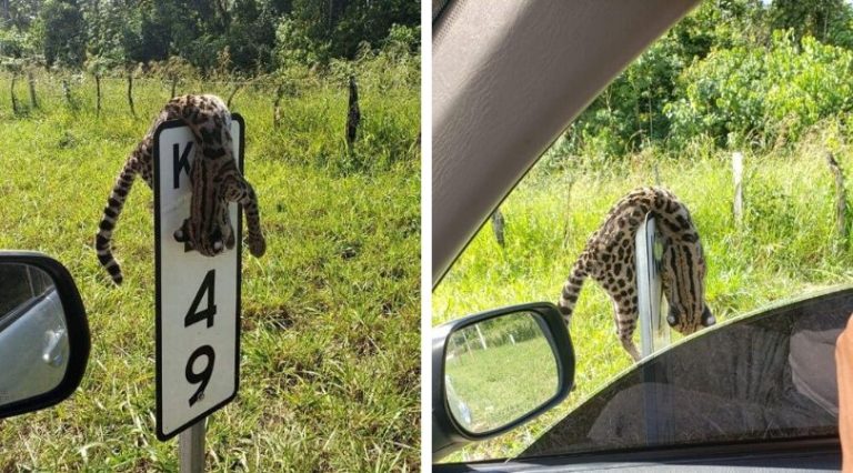 Muerto y colgado en una señal de tránsito, así apareció&hellip;