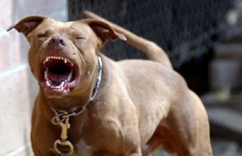 Fotografía de un pitbull