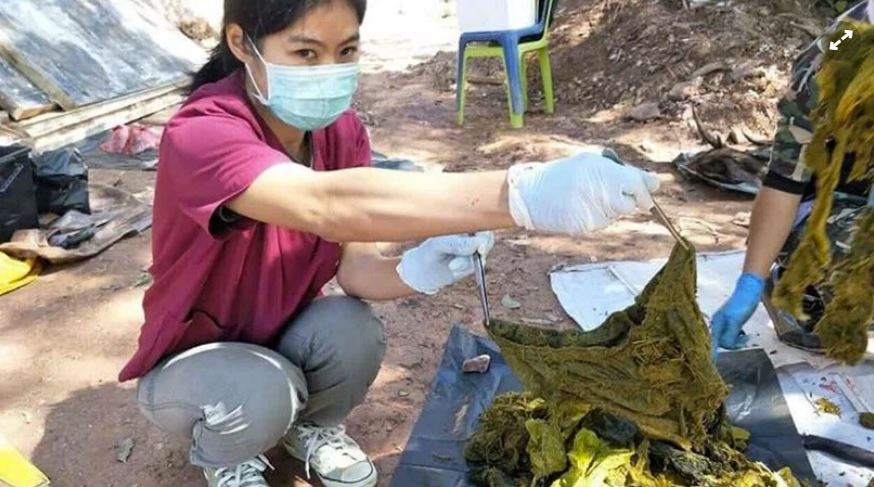 Hallado ciervo muerto en Tailandia con siete kilos de plástico en el estómago