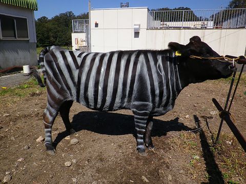 La sorprendente razón por la que los científicos quieren pintar a las vacas como cebras