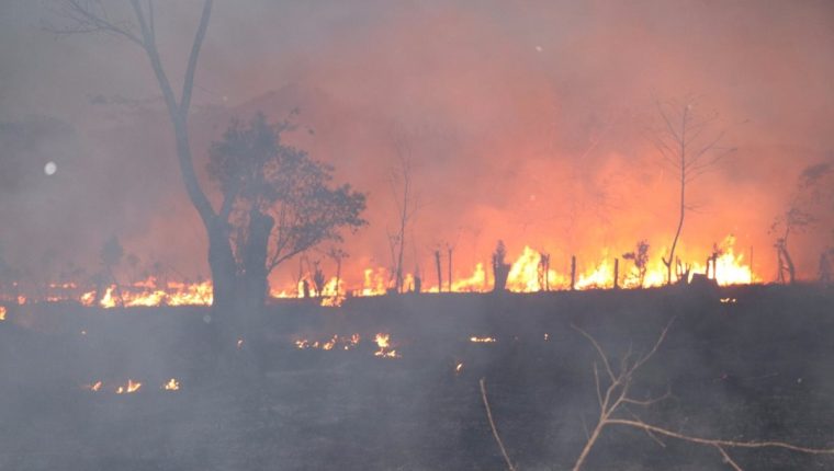 47,375 hectáreas de bosque consumieron los incendios forestales en 2019