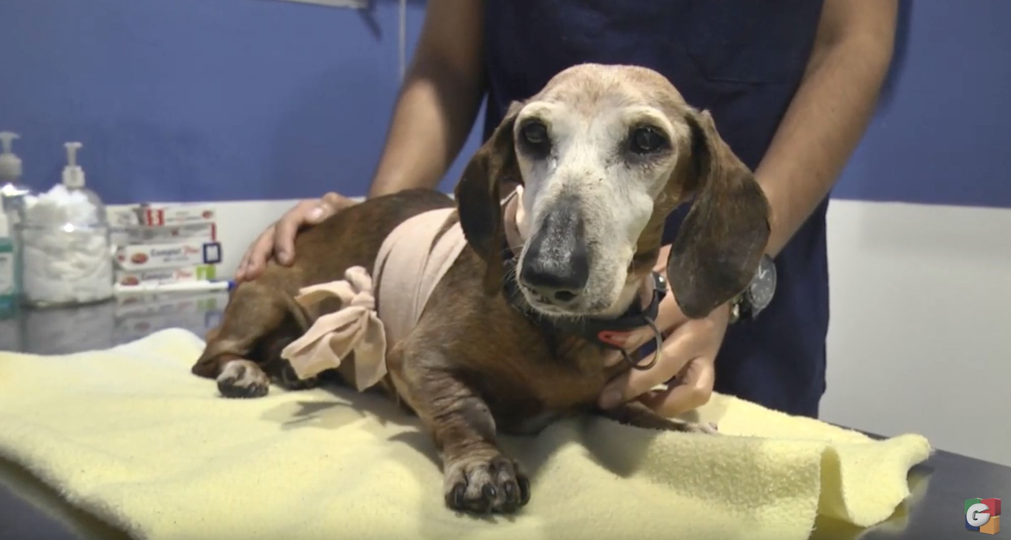 VIDEO: 4 recomendaciones para tranquilizar a tu mascota durante la quema de pirotecnia