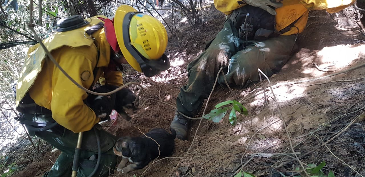 Cachorros de perro que nacieron en una cueva se salvan de morir en incendio forestal