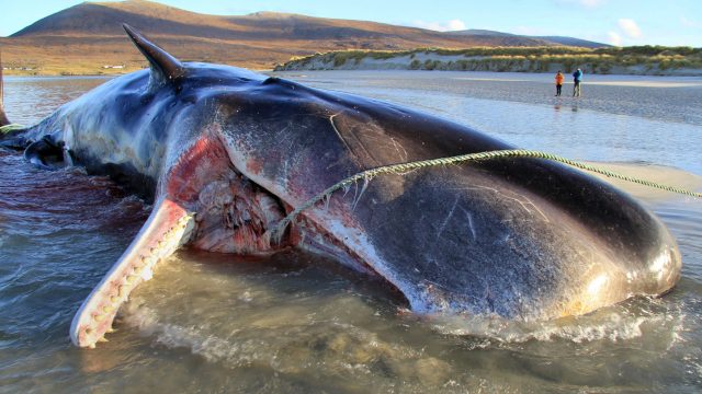 Hallan ballena muerta con más de 100 kilos de basura en su interior