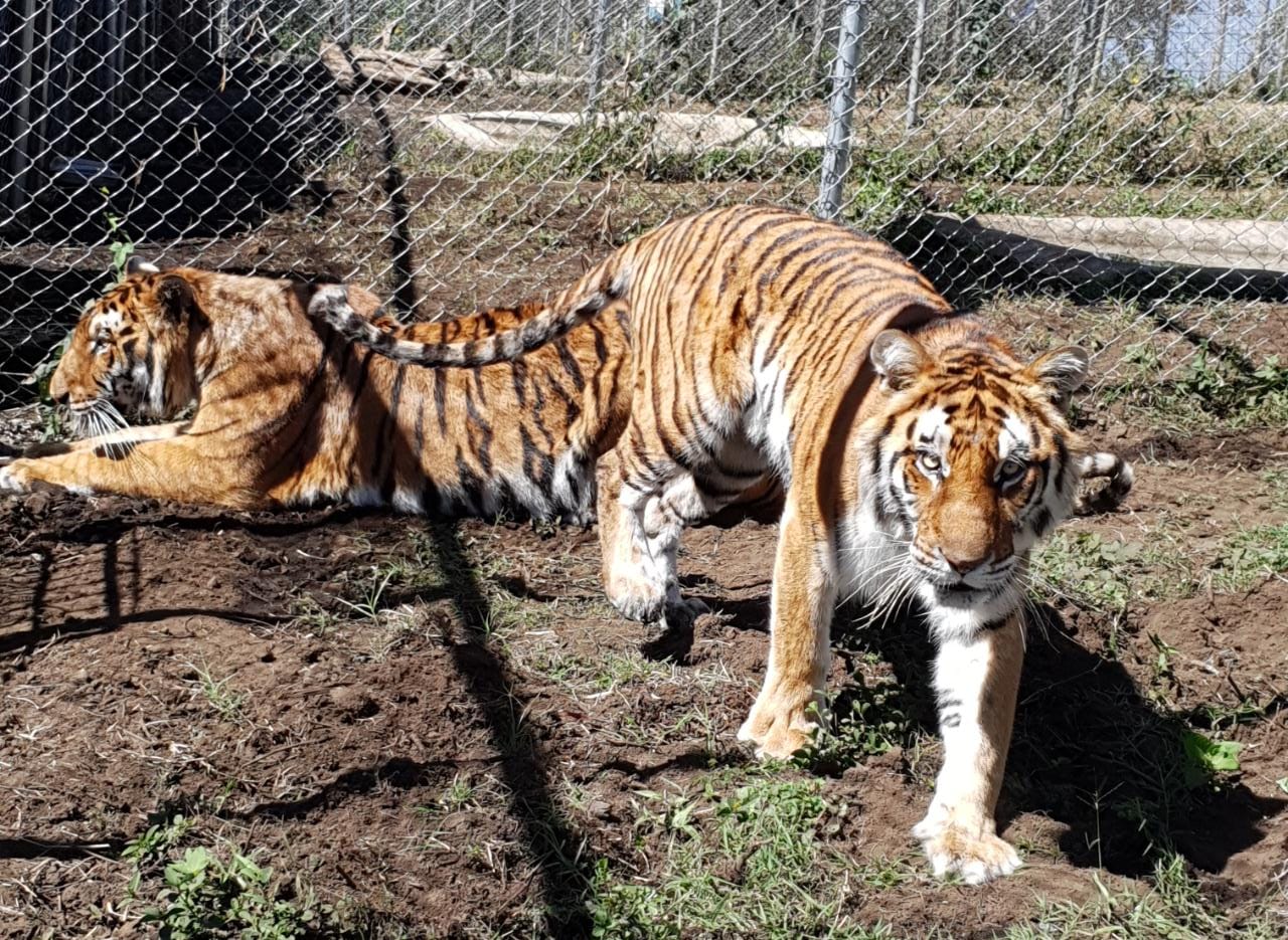 Felinos rescatados serán llevados a Sudáfrica