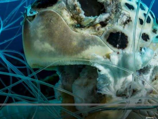 En video: la impactante imagen de una tortuga muerta enredada en un hilo de pescar que ganó un premio de fotografía
