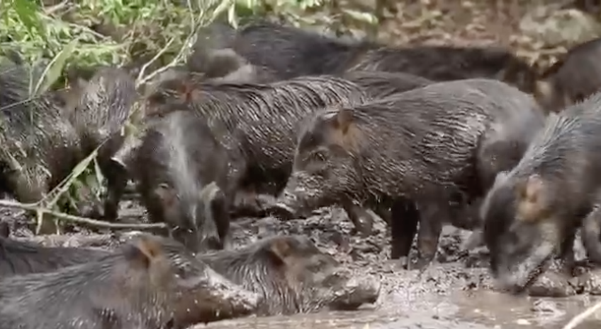 Fotógrafo de vida silvestre graba a manada de Jabalíes en Petén