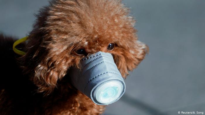 Detectan al primer perro con coronavirus