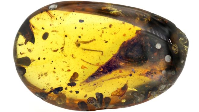 El enigmático fósil del dinosaurio más pequeño jamás encontrado