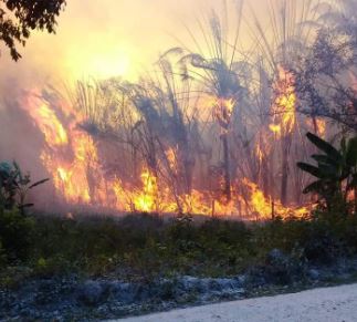 Parque Nacional Yaxhá en Petén se ve amenazado por incendio forestal