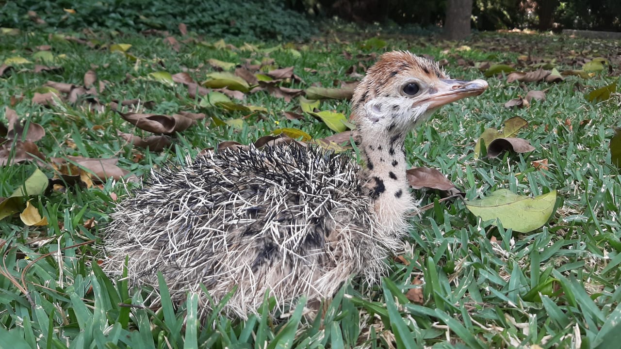 Conozca a los nuevos bebés que tiene el Zoológico La Aurora