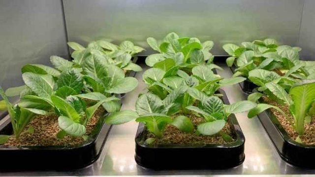 Coronavirus: cómo comenzar tu huerto en casa y cultivar tus propios alimentos aprovechando la cuarentena