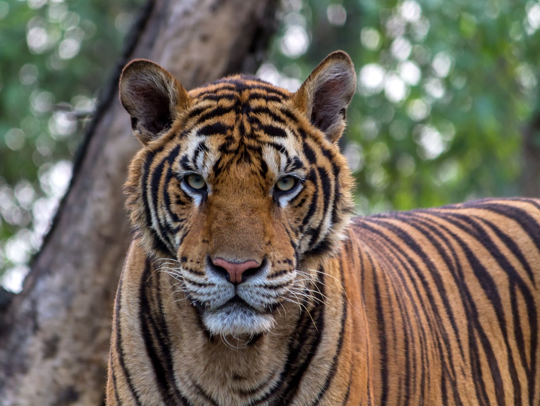 Tigresa de zoológico en Nueva York da positivo por coronavirus