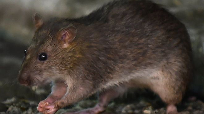 BBC ratas