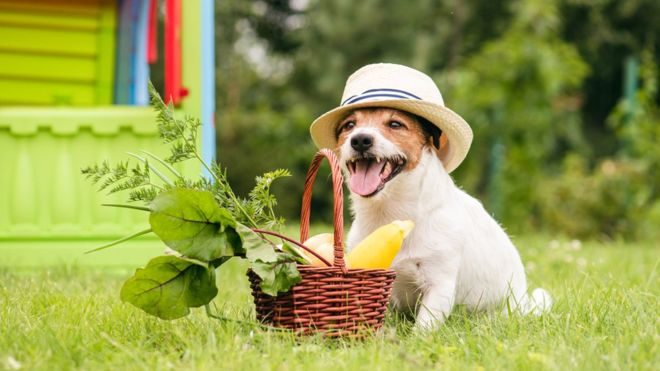 Dieta vegana: por qué es mala idea dejar de alimentar&hellip;