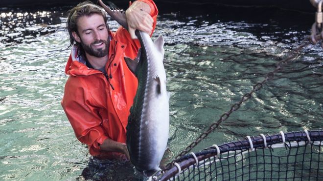 “Estamos imprimiendo pescado 3D”: cómo es la pesca sintética y qué beneficios ofrece de cara a un futuro sostenible